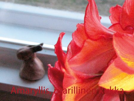 Amaryllis, ritarillinen kukka Hot on Sale