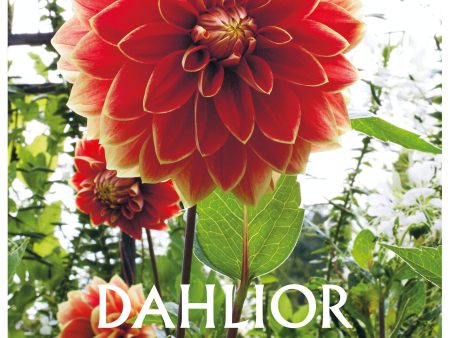 Dahlior Sale