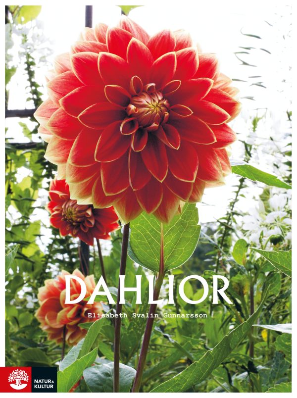 Dahlior Sale